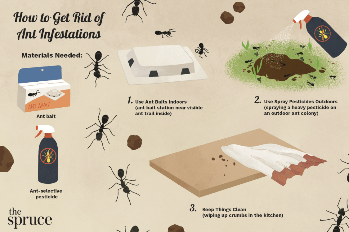 How to Get Rid of Ants in Your House the Easy Way